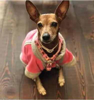 pink dog sweater in duba at P&C pets uae