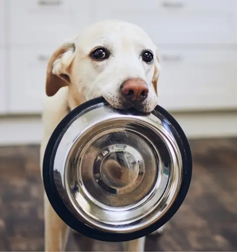 variety of dog bowls in dubai at P&C pets