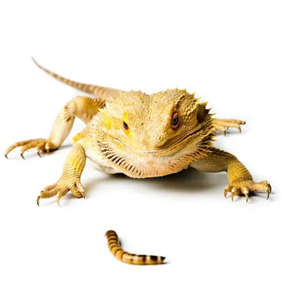 find reptile live food in dubai at Paws & Claws pets