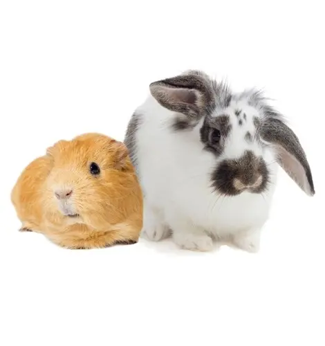 rabbits & guiney pigs in dubai paws & claws pets
