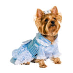 candy-striped-dog-dressD436-Dog_05