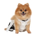 kendra-dog-dress-with-ribbon-368-DOG1